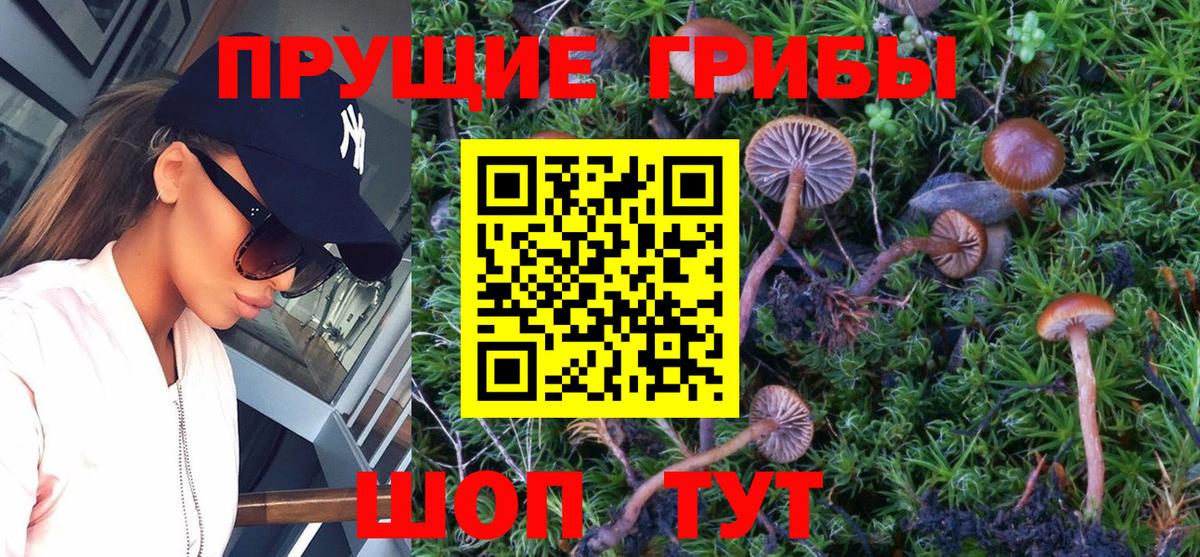 Карасук  Галлюциногенные грибы Psilocybe  Вход с VPN 